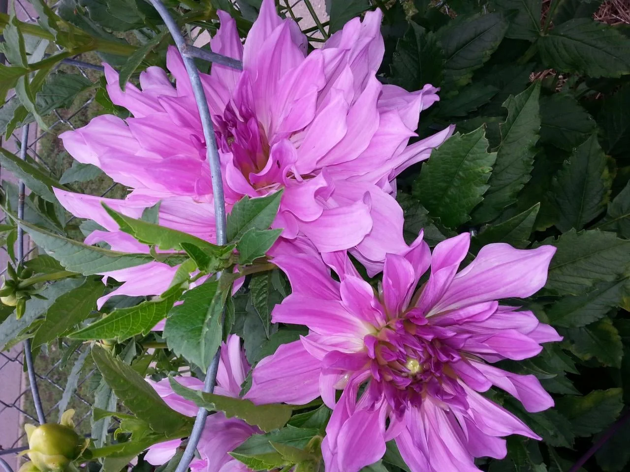 Lavender Ruffles (Swan Island): Large 12” blooms in a soft lavender on a short compact plant.