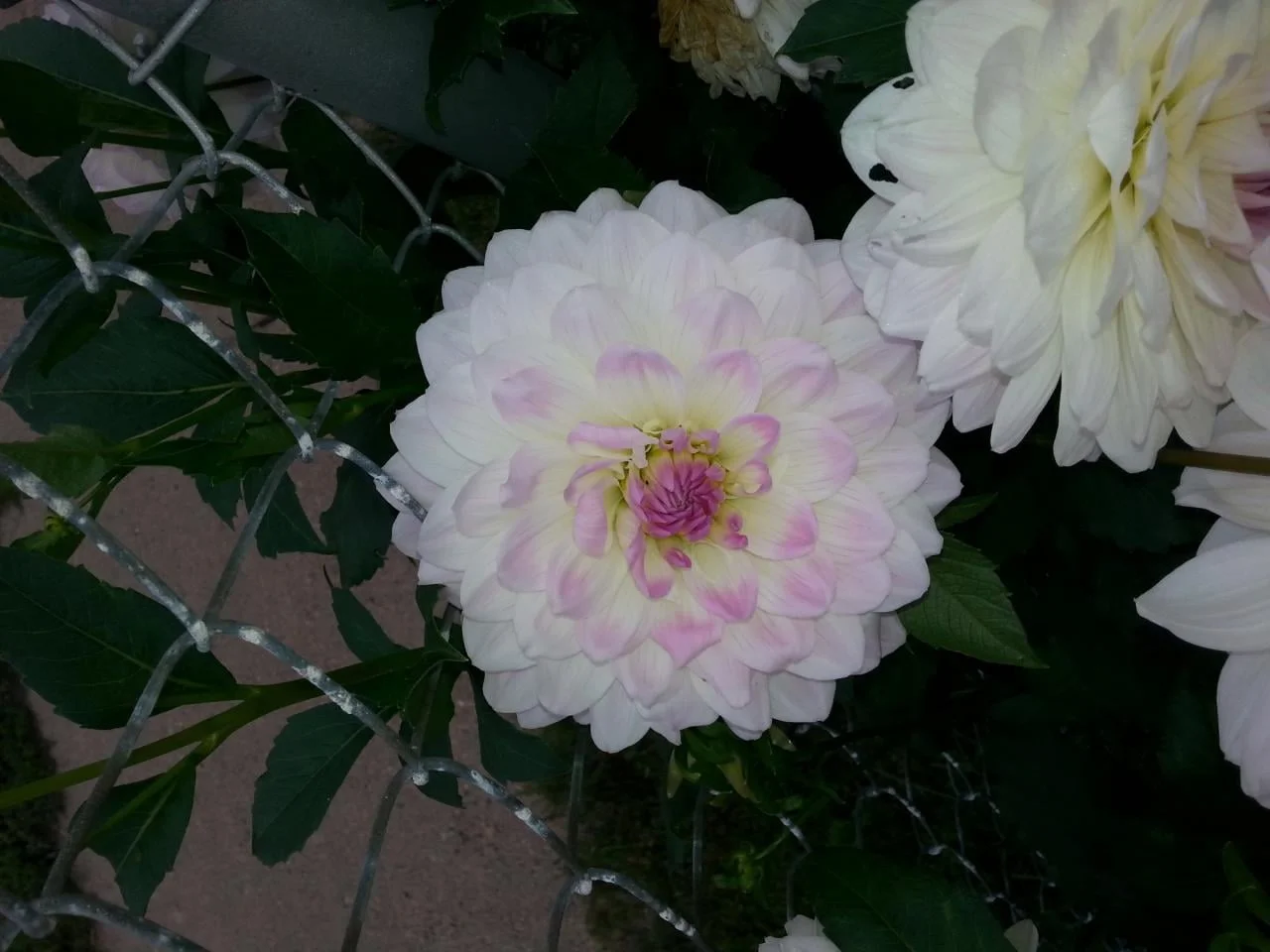Lucca Jo (Holland) Lucca Jo (Holland): White blooms with soft pink centers of 4"-5"on a 4' plant. Lots of blooms and good for cutting.