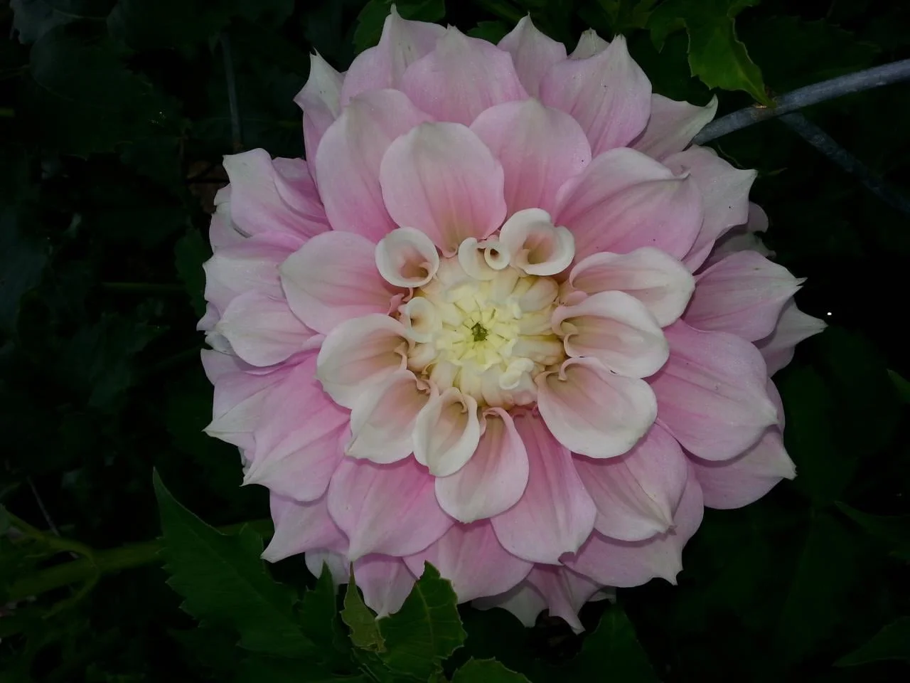 Gitts Perfection (Swan Island): Beautiful soft pink blooms of 10” blending to white in the center. Plants are usually 3’.