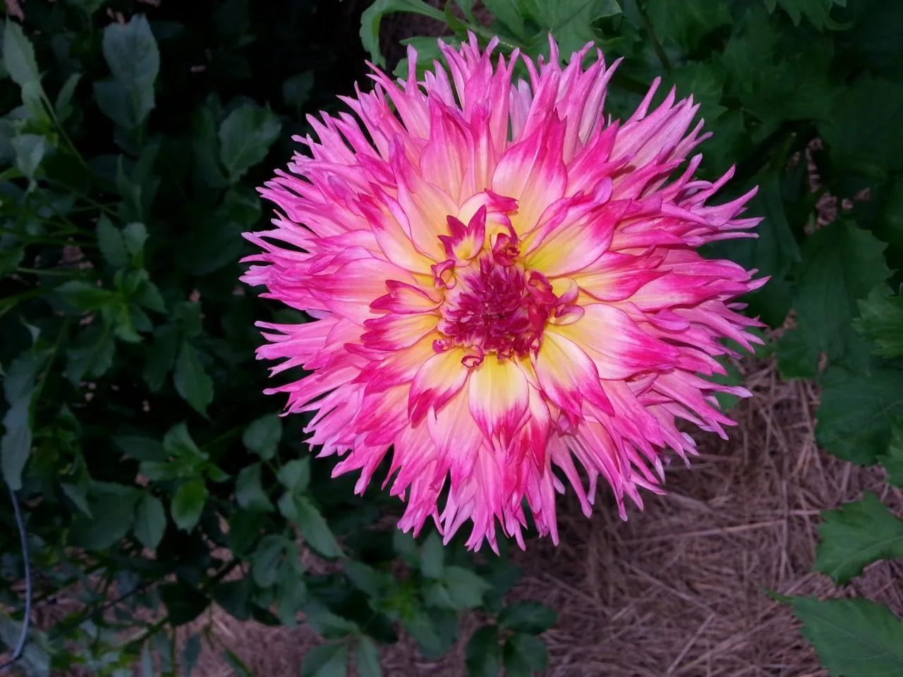 Nenekazi (Holland): Striking 4”-5” flowers on a 4’ plant. A semi-cactus variety, pink blending to yellow in the center. Amounts of pink and yellow may vary from year to year. Good for cutting.