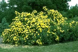 Yellow flowers are tokens of friendship, appreciation, and respect.