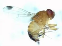Spotted Wing DrosophilA