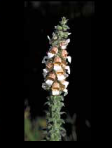 GRECIAN FOXGLOVE