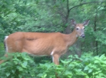 Hungrey Deer in Early Spring