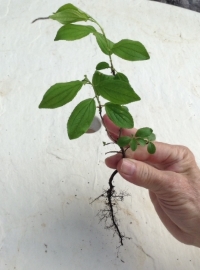 Buckthorn SEEDLING