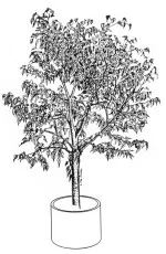 Wheeping Fig