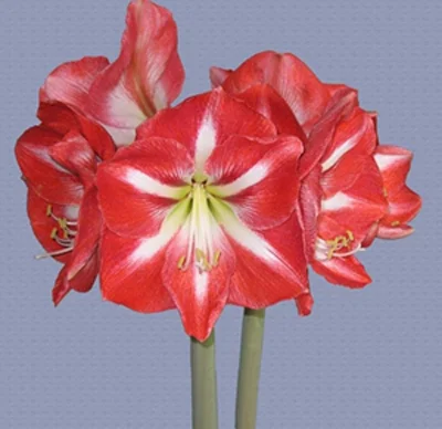 AMaryllis "FANTASTICA'
