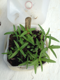 Transplants from winter sowing
