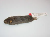 Meadow vole, Jennifer Menken, UM