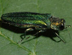 Adult Emerald Ash Borer