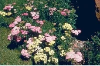 Yarrow