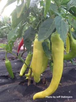 Hot Banana Chili