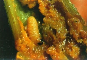 Larva of squash vine borer