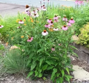 Purple CONEFlowers