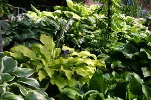 HOStaS