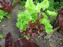 Leaf lettuce