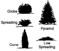 Common evergreen shapes