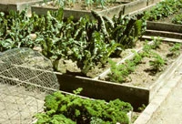 Raised bed by B. Jarvis