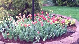 Apeldoorn Tulips in Spring