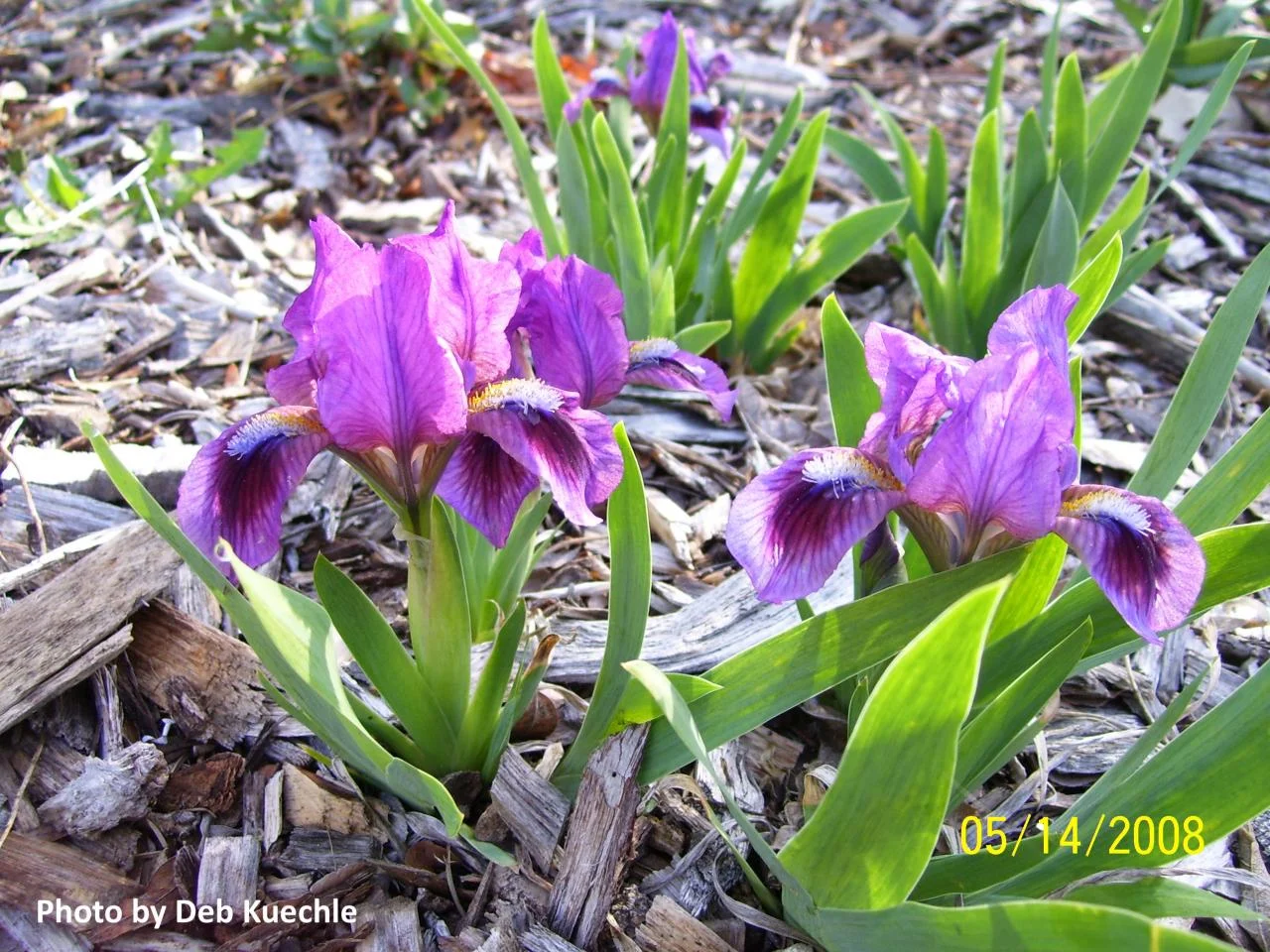 Bearded Iris