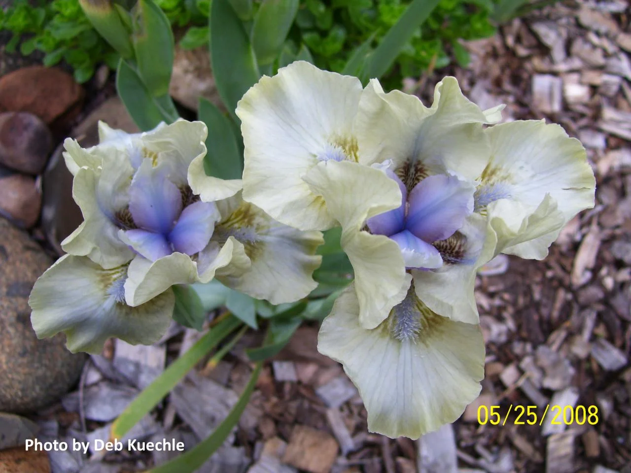 ‘Adoring Glances’ (SDB), Standard Dwarf Bearded. 12" tall.