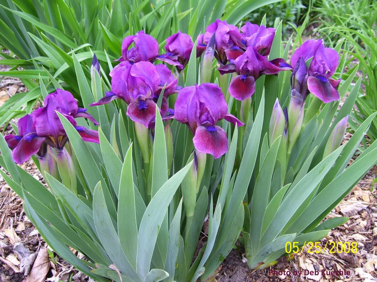 'Candy Apple (SDB) Standard Dwarf Bearded 12" tall.