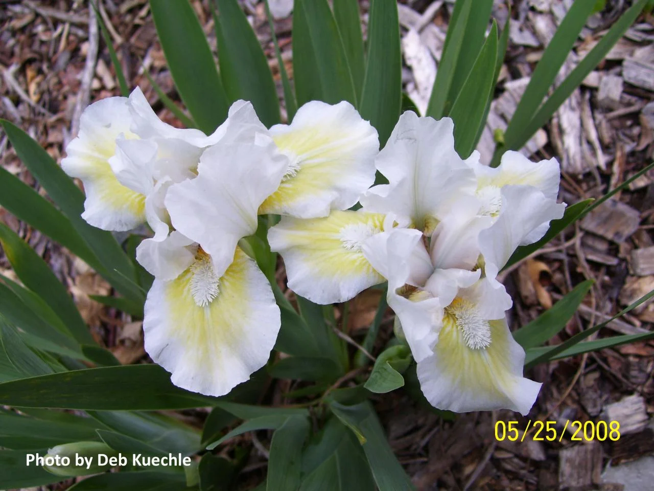 'Anoka Angel' (SDB). Standard Dwarf Bearded. 12" tall.
