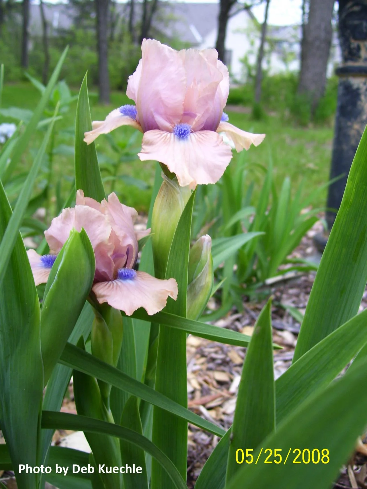 ‘Chanted’ (SDB), Standard Dwarf Bearded. 12-14” tall.