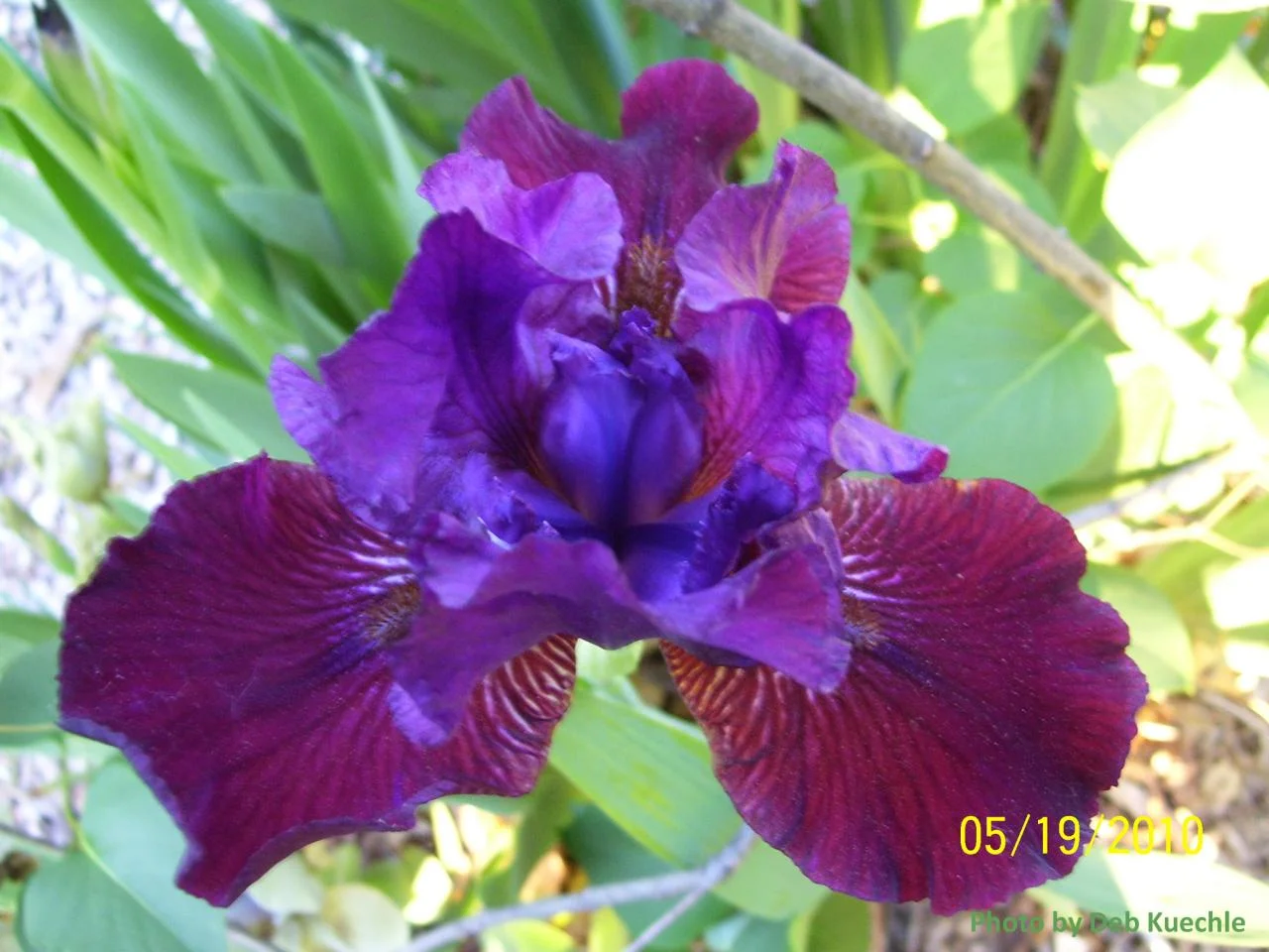 ‘Basso’ (IB), Intermediate Bearded. 23" tall.