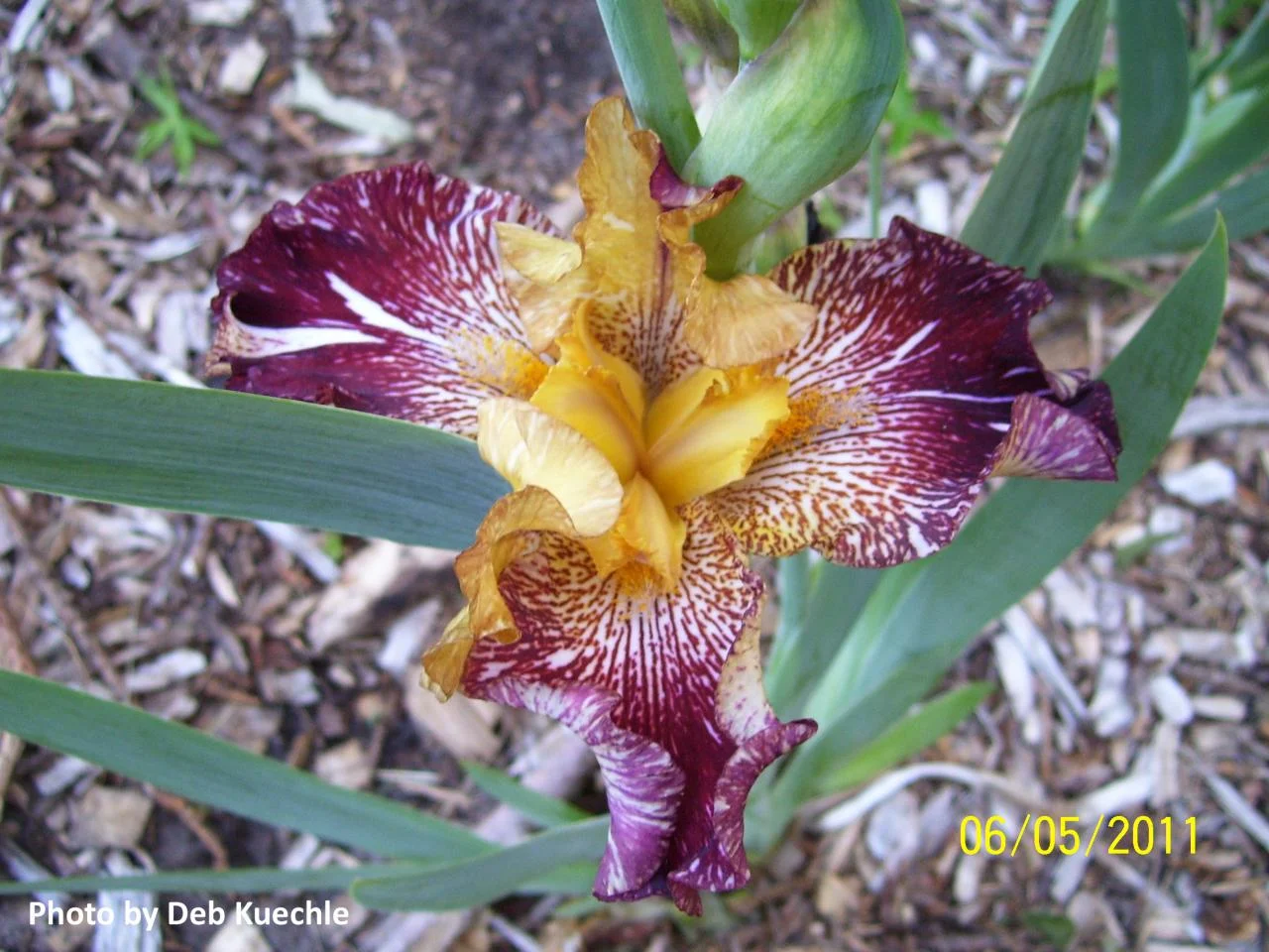 ‘Congo Bongo’ (BB), Border Bearded. 25” tall.