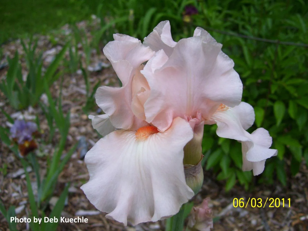 ‘Be My Baby’ (BB), Border Bearded. 27" tall.
