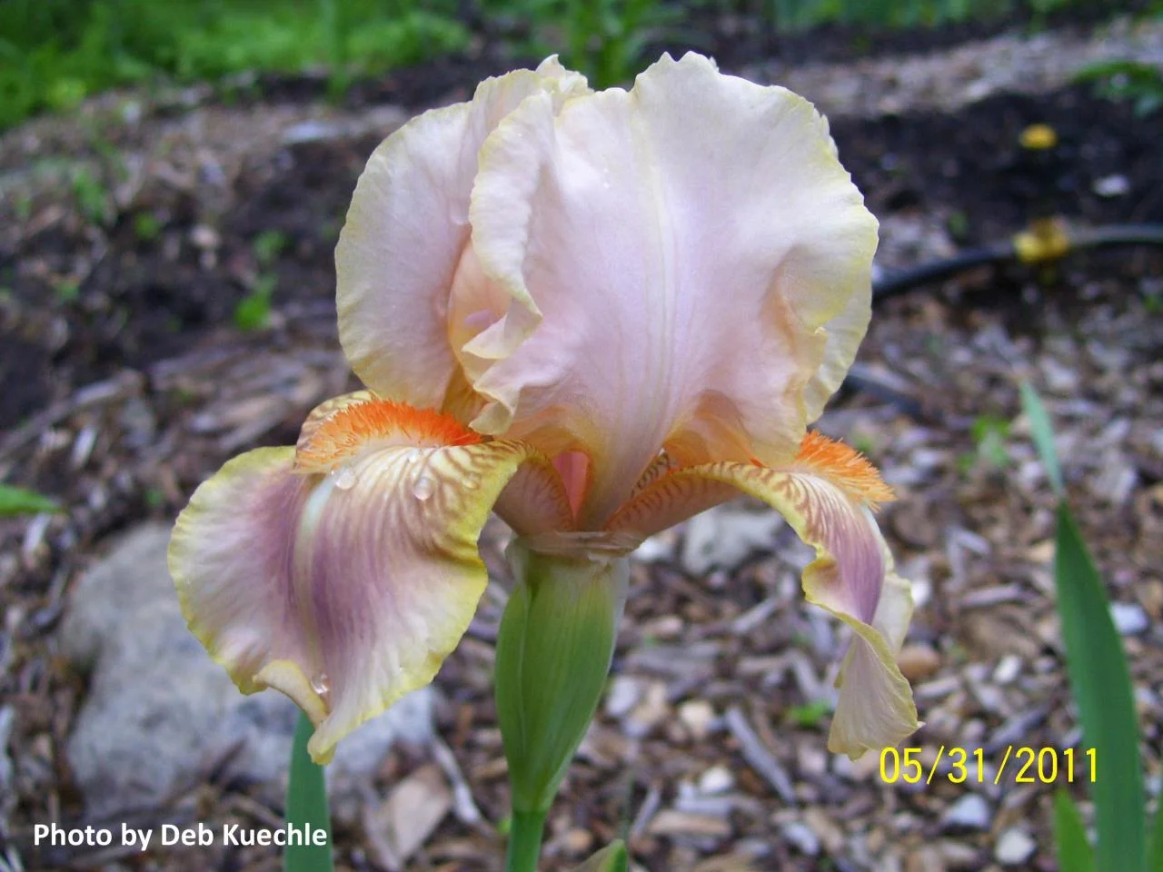‘Coral Chimes’ (BB), Border Bearded. 27.5” tall.