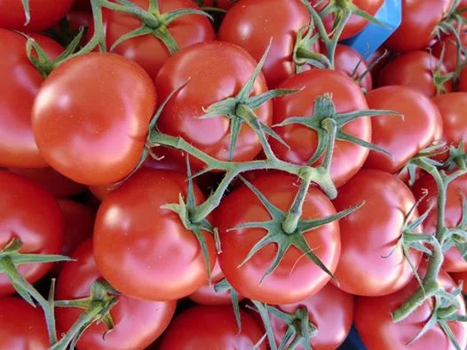 LotsofTomatos.1694108_large.jpg