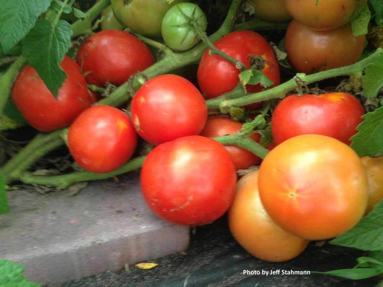 Early Girl Tomato: 57 days.