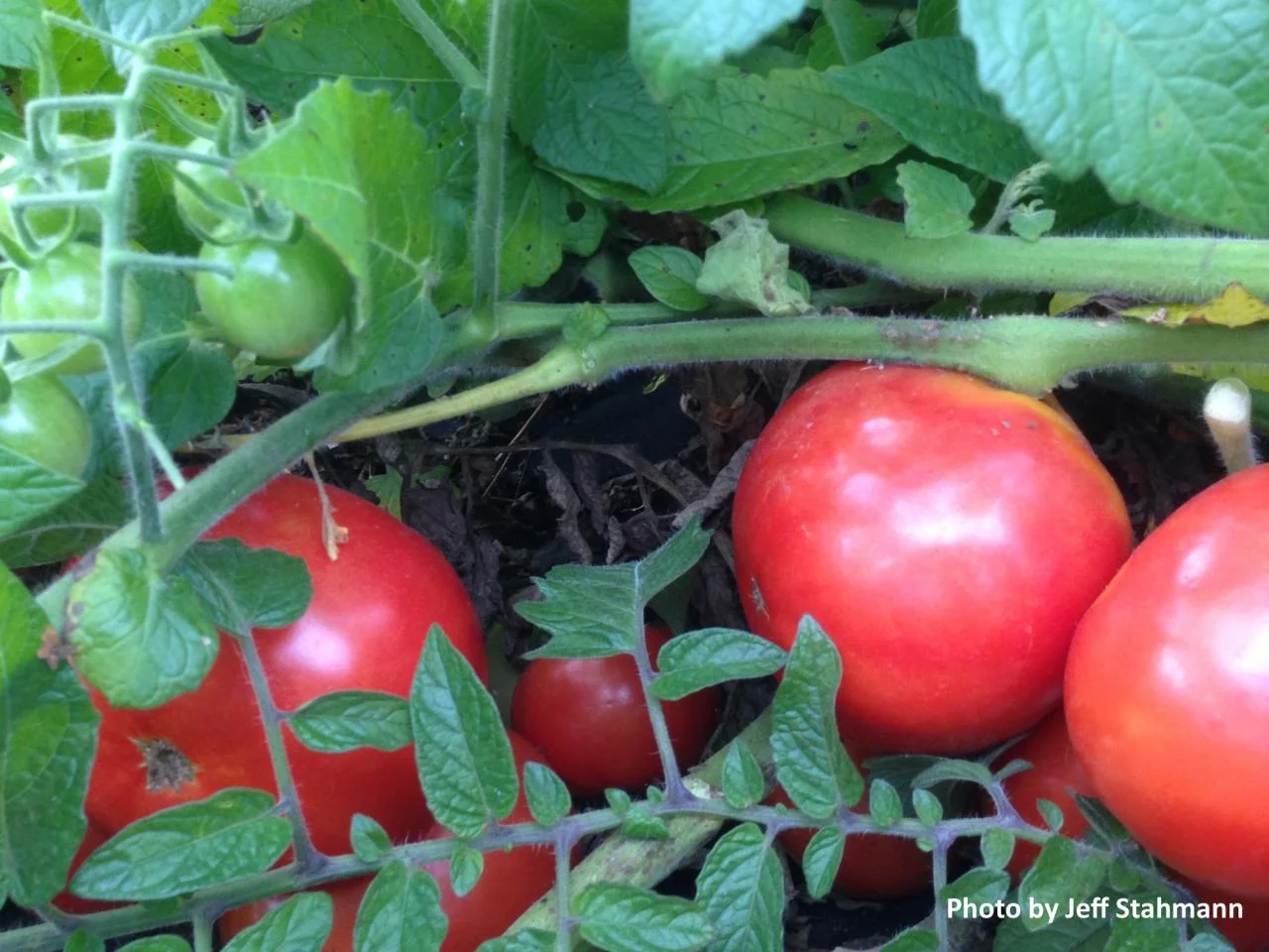 Husky Red Tomato: 65 days.