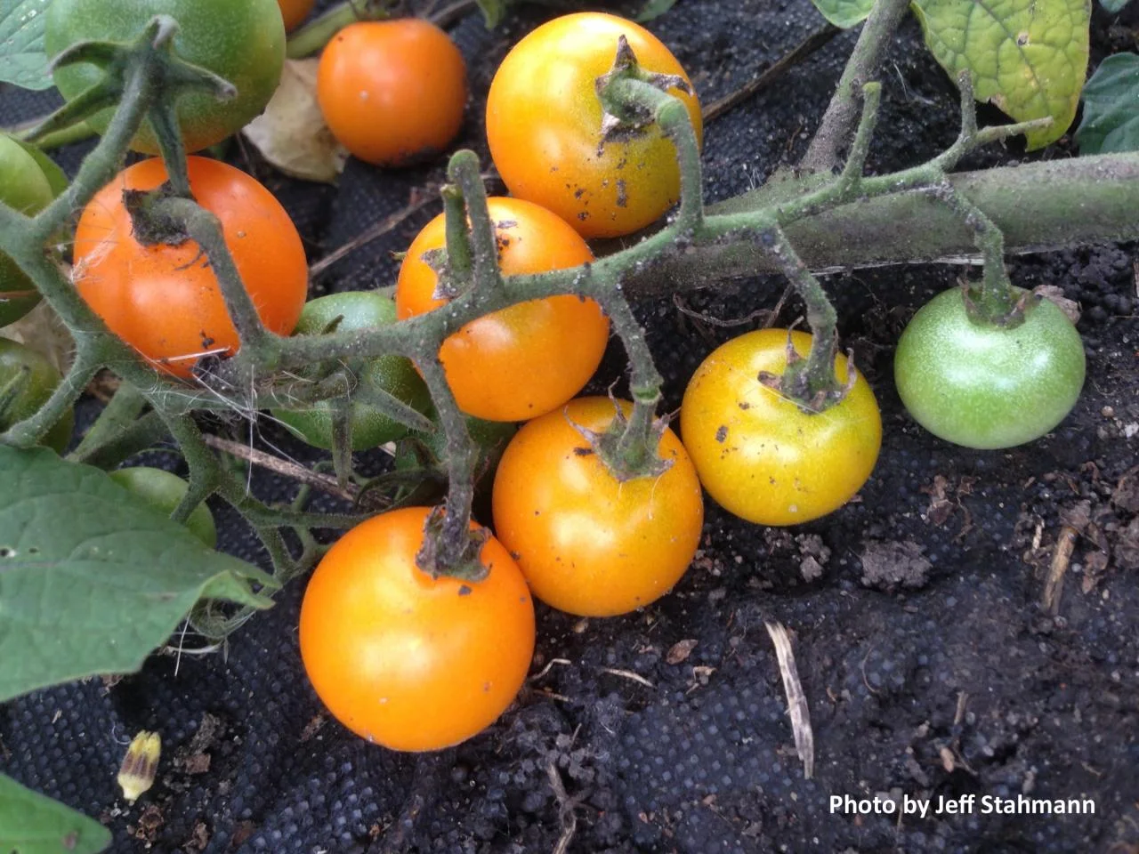 Sun Sugar Tomato: 62 days.
