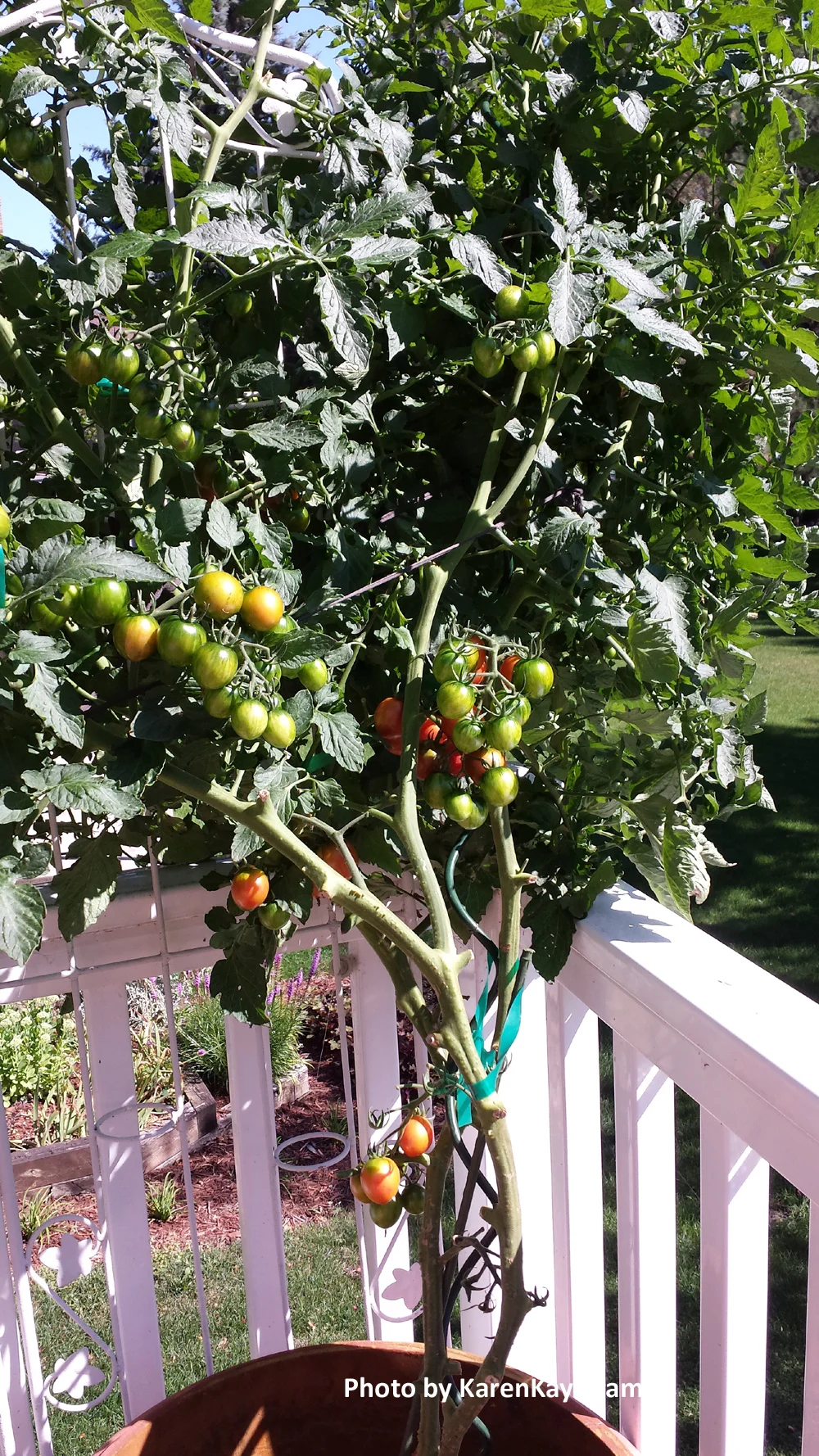 Bumble Bee Tomato: 70 days.