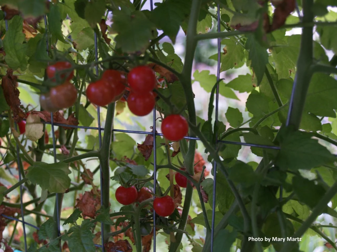 Matts Wild Cherry Tomato: 60 days.