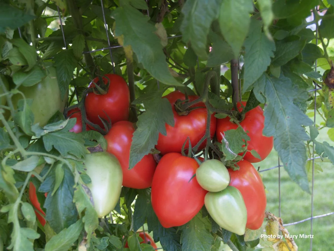 Dr D Oxheart Tomato: 90 days.