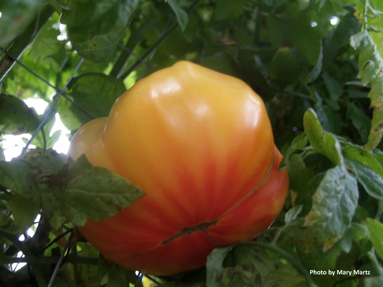 Gold Medal Tomato: 85 days.