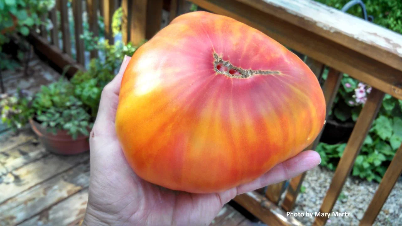 Gold Medal Tomato: 85 days.