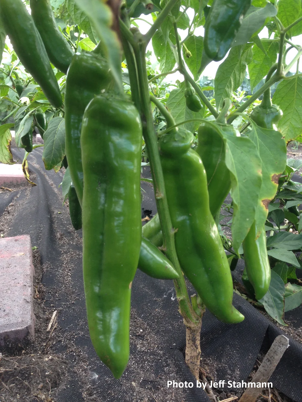 Anaheim Chili Pepper: 75 days.