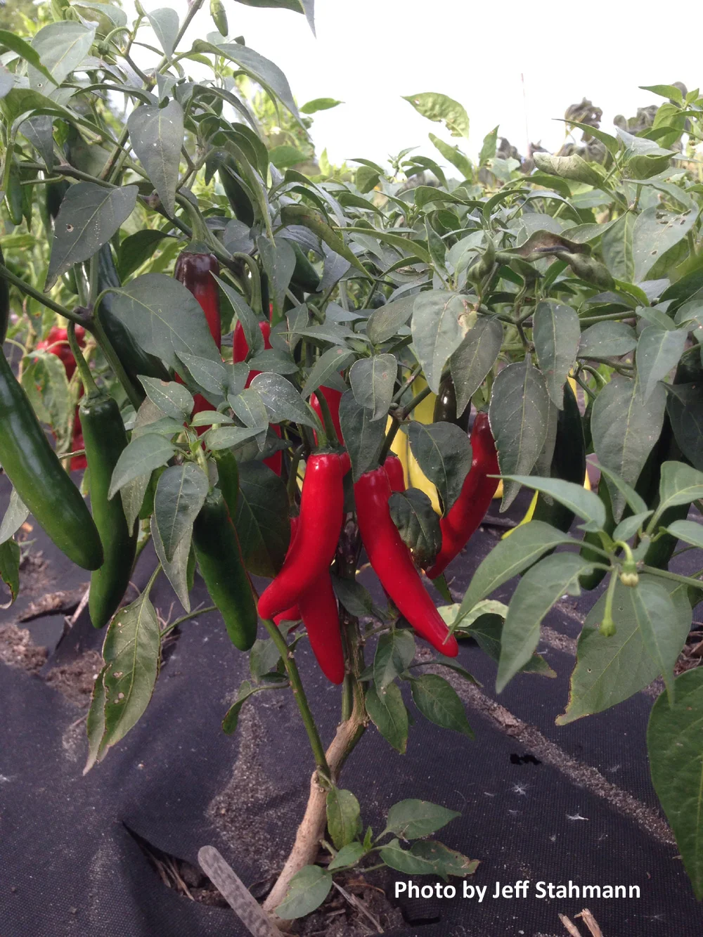 Devil Serrano Pepper: 73 days.