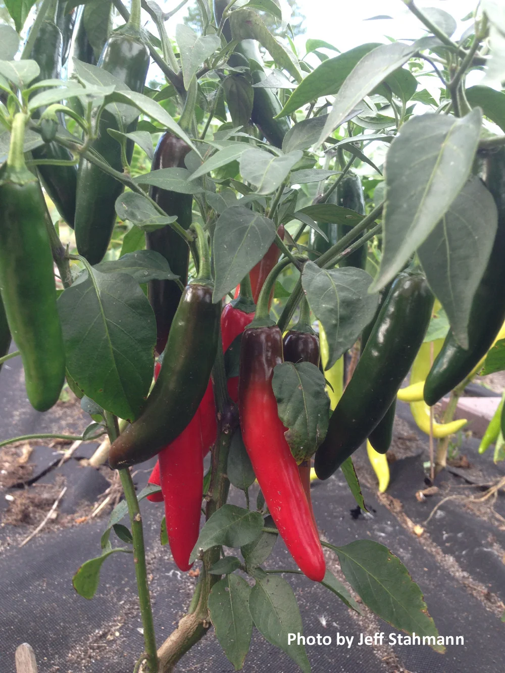 Devil Serrano Pepper: 73 days.