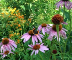 Red admiral Butterfly on Puple Coneflower with Butterfly milkweed on the Left