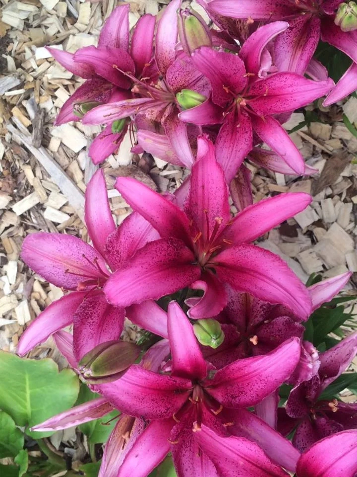 Lilies in the garden of Barb McKenzie, Anoka County Master Gardener - University of Minnesota Extension