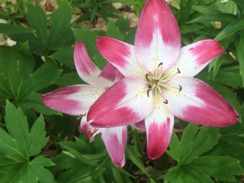 Lilies in the garden of Barb McKenzie, Anoka County Master Gardener - University of Minnesota Extension