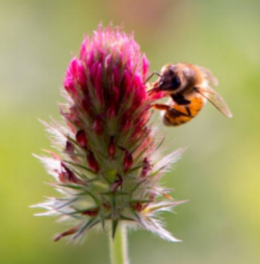pollinator.png
