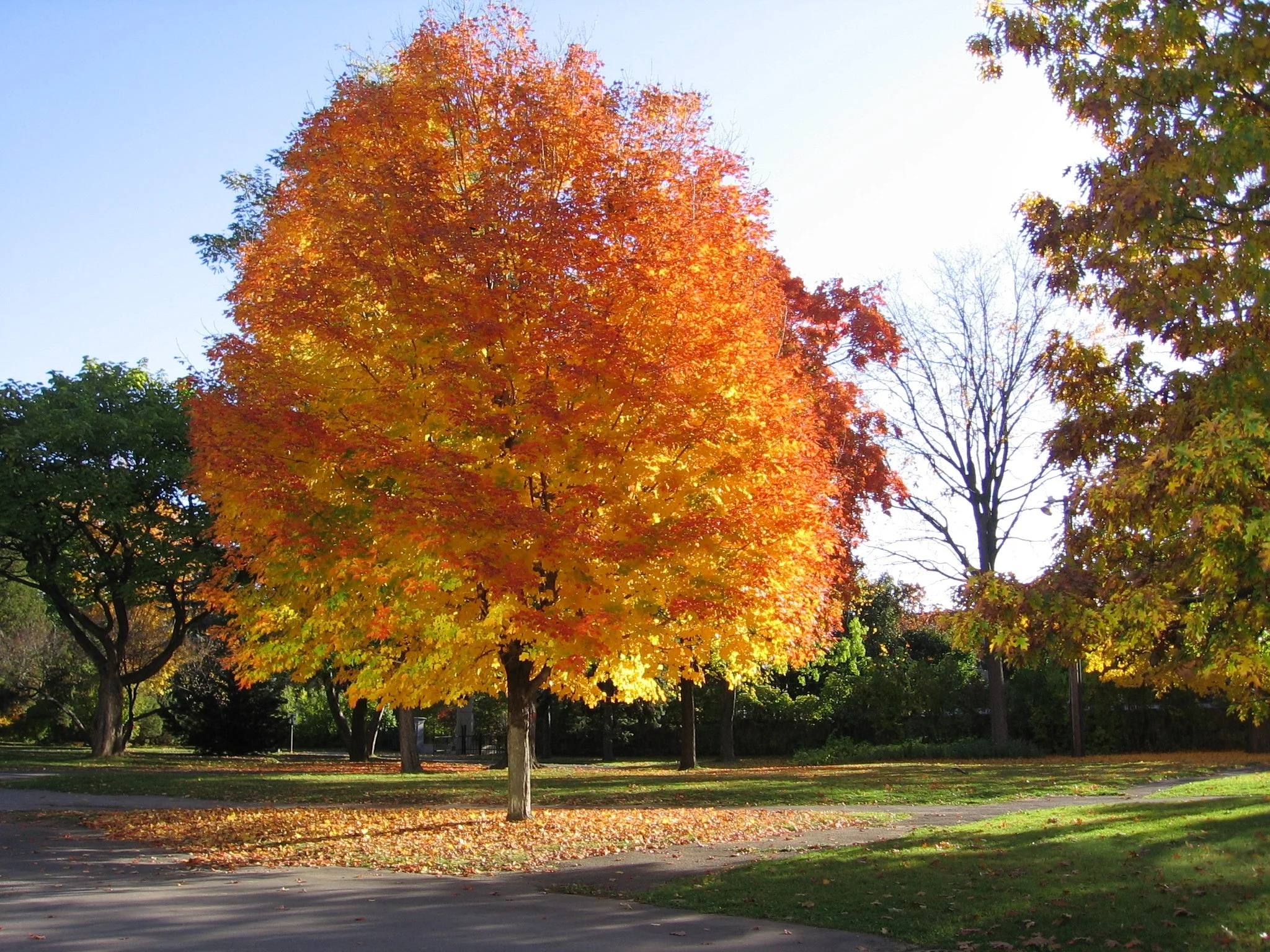 maple tree.jpg