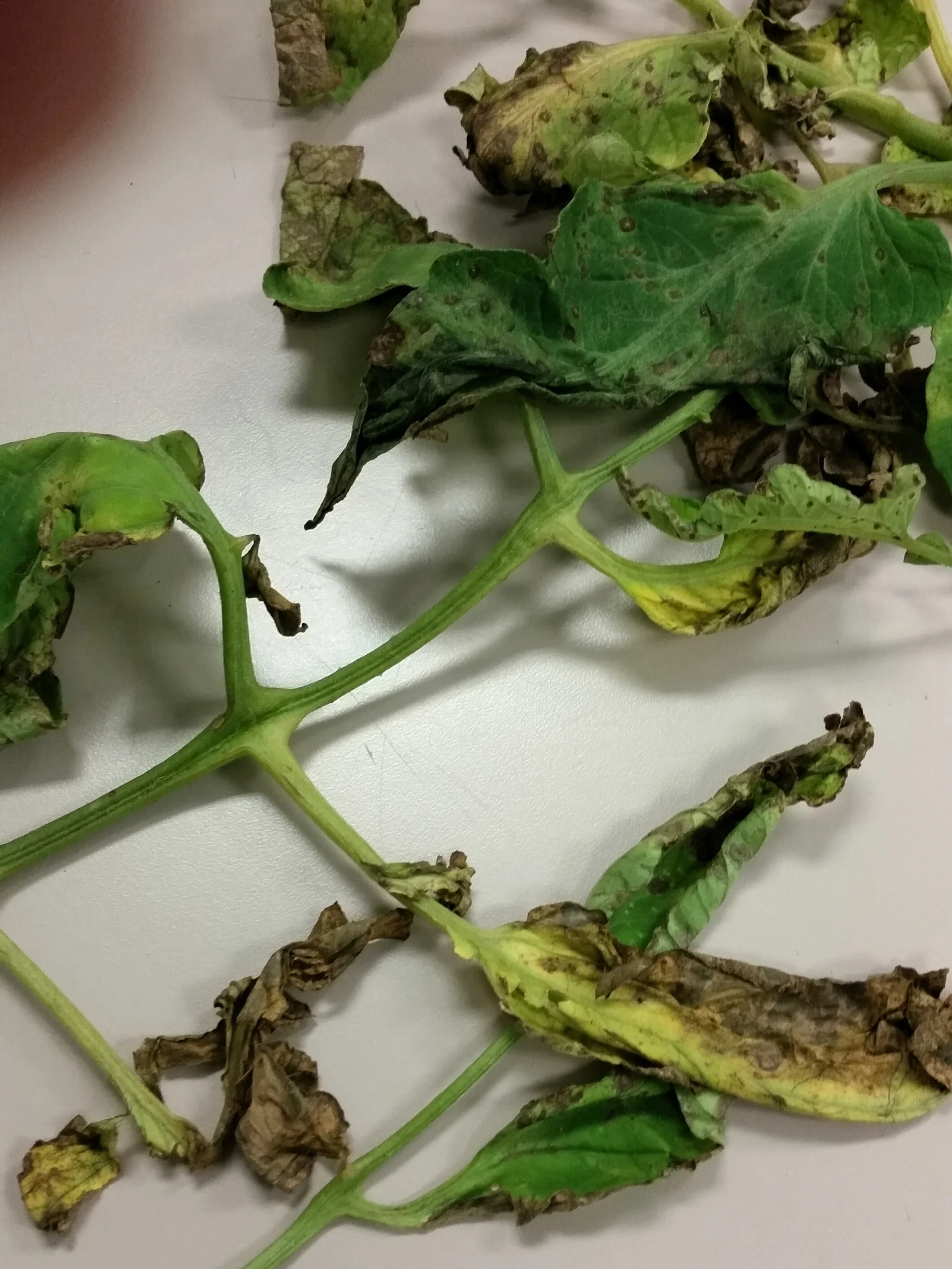Septoria Leaf Spot